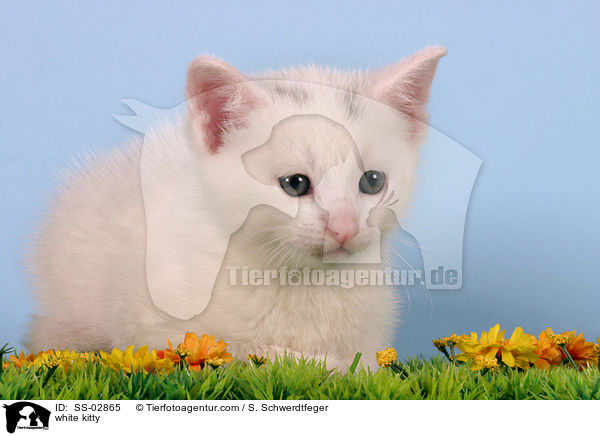 weies Ktzchen / white kitty / SS-02865