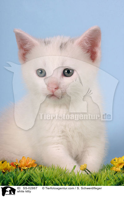 weies Ktzchen / white kitty / SS-02867