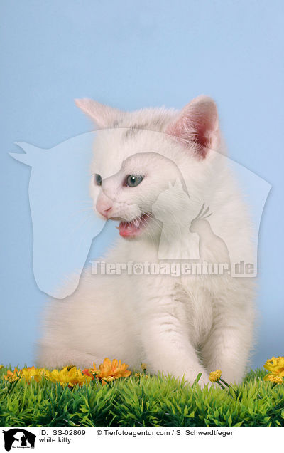 weies Ktzchen / white kitty / SS-02869