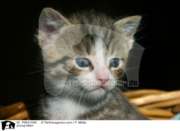 junges Ktzchen / young kitten / PM-01046