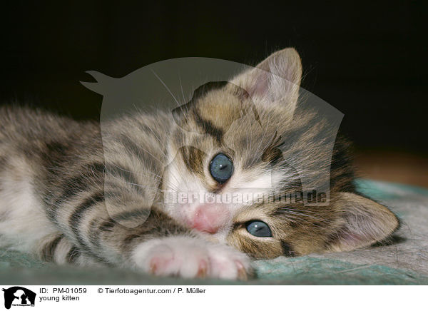 junges Ktzchen / young kitten / PM-01059