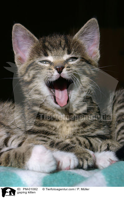 ghnendes Ktzchen / gaping kitten / PM-01082