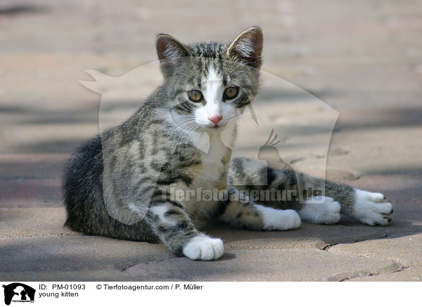 junges Ktzchen / young kitten / PM-01093