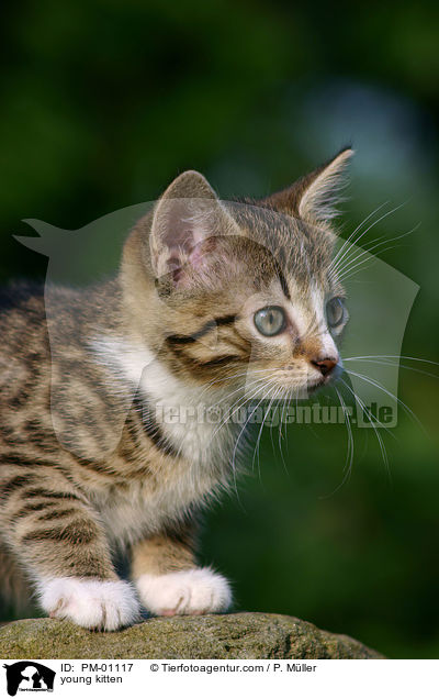 junges Ktzchen / young kitten / PM-01117