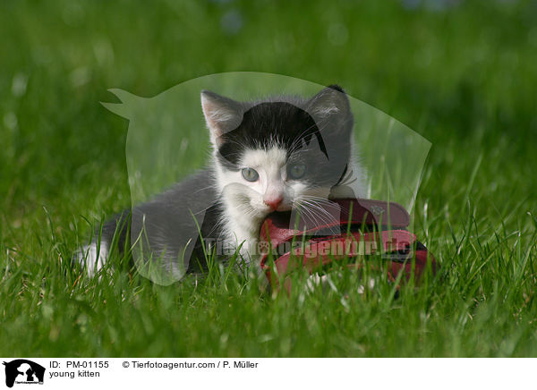 junges Ktzchen / young kitten / PM-01155