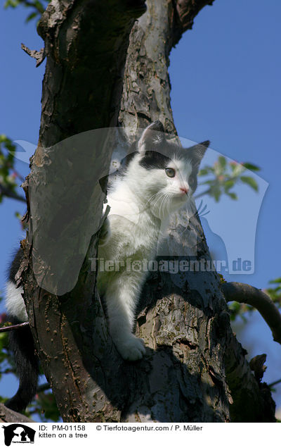 Ktzchen auf dem Baum / kitten on a tree / PM-01158
