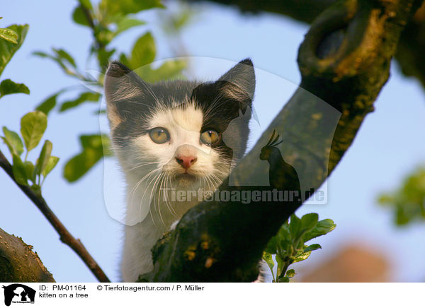 Ktzchen auf dem Baum / kitten on a tree / PM-01164