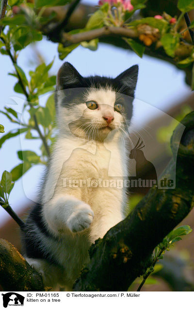 Ktzchen auf dem Baum / kitten on a tree / PM-01165