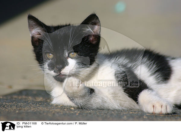 liegendes Ktzchen / lying kitten / PM-01168