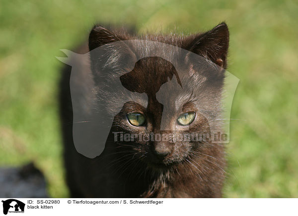 schwarzes Ktzchen / black kitten / SS-02980