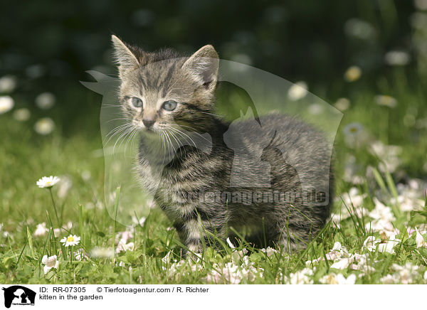 Ktzchen im Garten / kitten in the garden / RR-07305