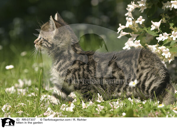 Ktzchen im Garten / kitten in the garden / RR-07307