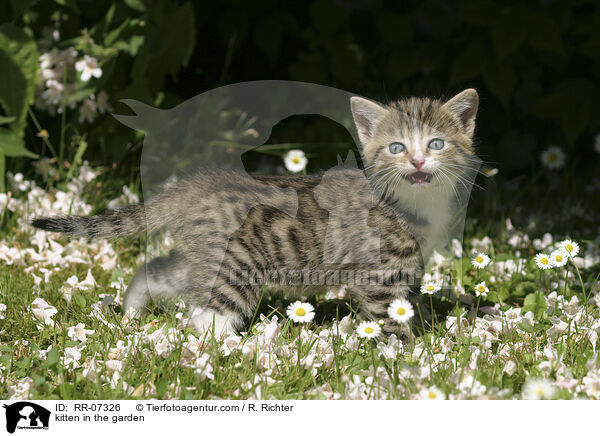 Ktzchen im Garten / kitten in the garden / RR-07326