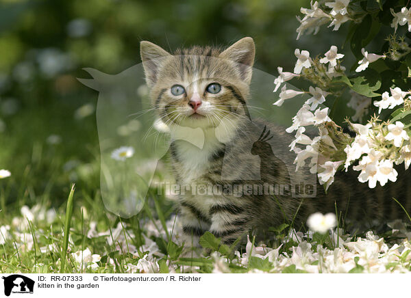 Ktzchen im Garten / kitten in the garden / RR-07333