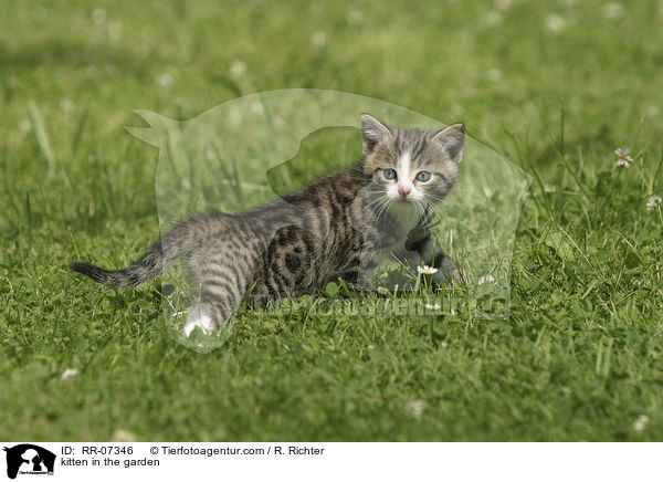 Ktzchen im Garten / kitten in the garden / RR-07346