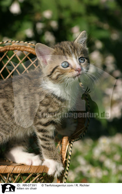 Ktzchen auf dem Stuhl / kitten on chair / RR-07391