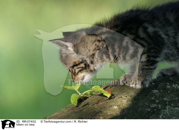 Ktzchen untersucht Pflanze / kitten on tree / RR-07402