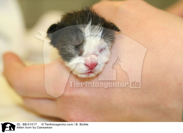 Ktzchen durch Kaiserschnitt geboren / kitten born by Caesarean / BB-01017