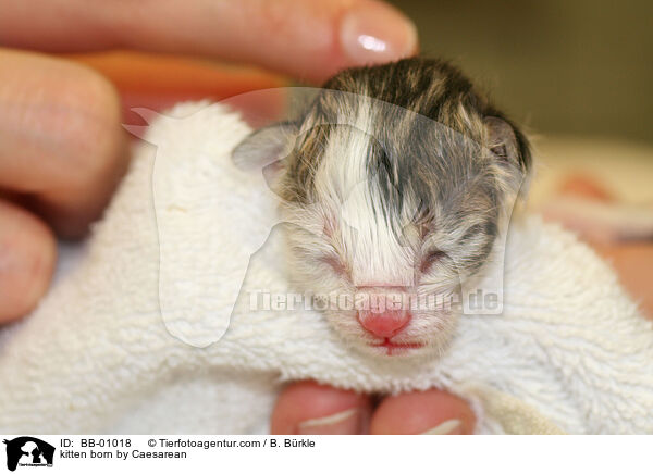 Ktzchen durch Kaiserschnitt geboren / kitten born by Caesarean / BB-01018