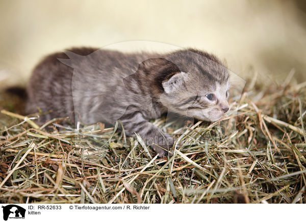 Hausktzchen / kitten / RR-52633