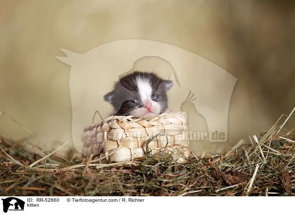 Hausktzchen / kitten / RR-52660