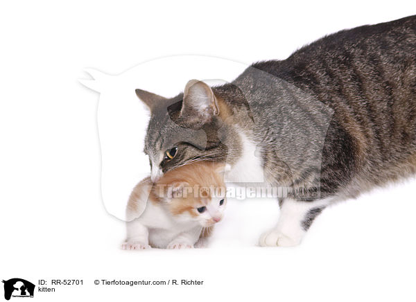 Hausktzchen / kitten / RR-52701