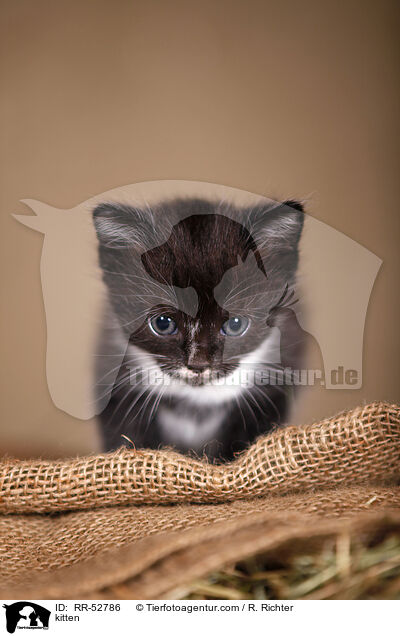Ktzchen / kitten / RR-52786