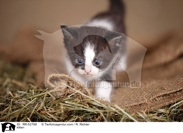 Ktzchen / kitten / RR-52788