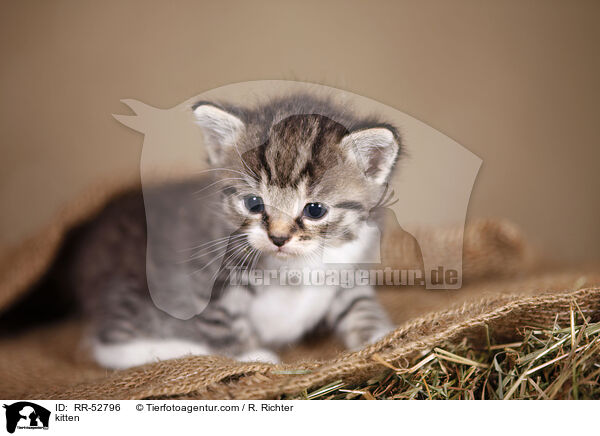 Ktzchen / kitten / RR-52796