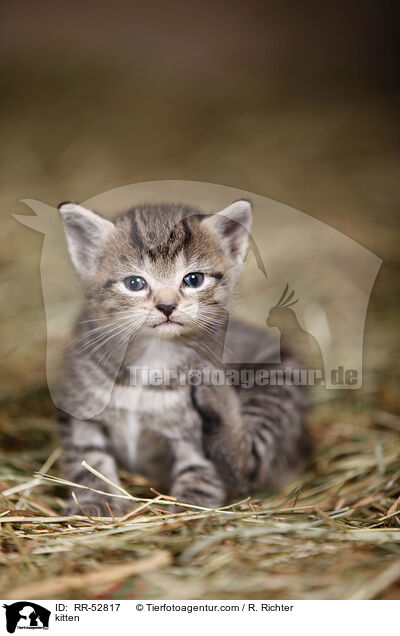 Ktzchen / kitten / RR-52817