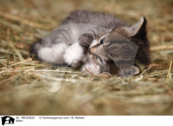 K�tzchen / kitten / RR-52822