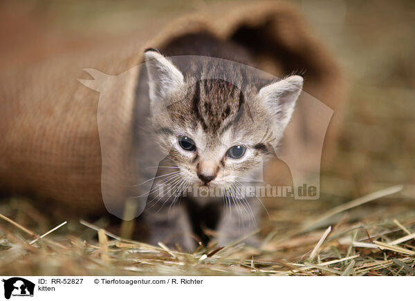 Ktzchen / kitten / RR-52827