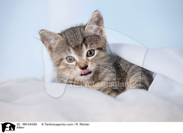 Hausktzchen / kitten / RR-54099