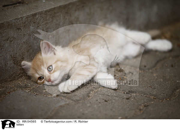 Ktzchen / kitten / RR-54565