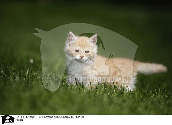 Ktzchen / kitten / RR-54568