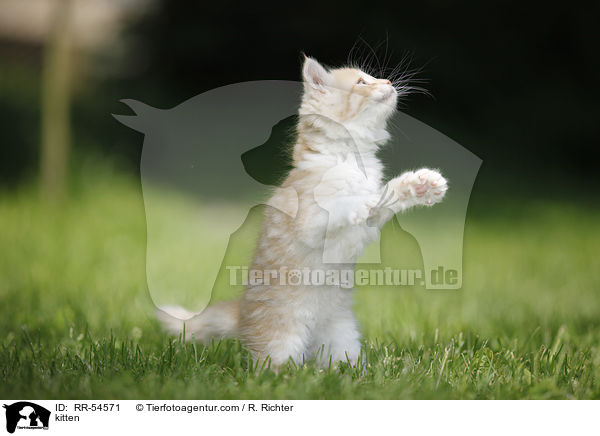 Ktzchen / kitten / RR-54571