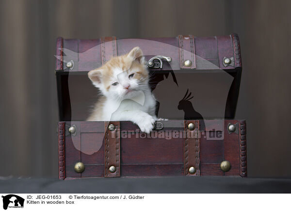 Kitten in wooden box / JEG-01653