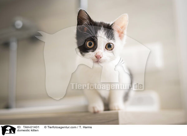 Hausktzchen / domestic kitten / TAH-01401