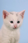 white kitty