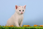 white kitty