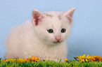 white kitty