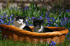 Kitten in basket