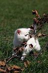 white kitten