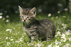 kitten in the garden