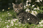 kitten in the garden