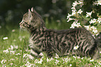 kitten in the garden