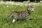 kitten in the garden