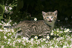 kitten in the garden