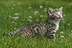 kitten in the garden