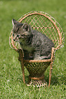 kitten on a chair